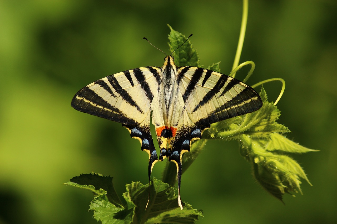 Growing a Butterfly Garden: Plant Choices and Tips